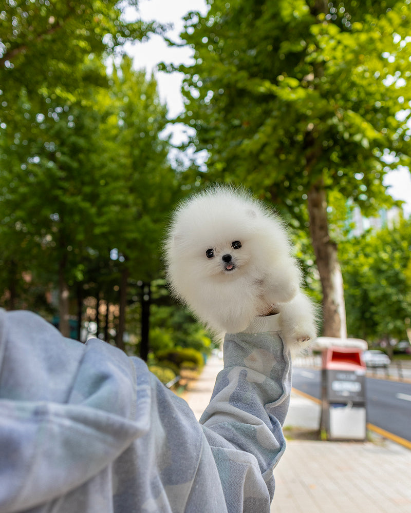 Gizmo