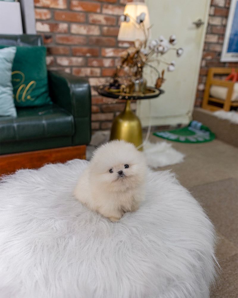 Nilla