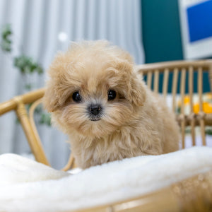 Cinnamon