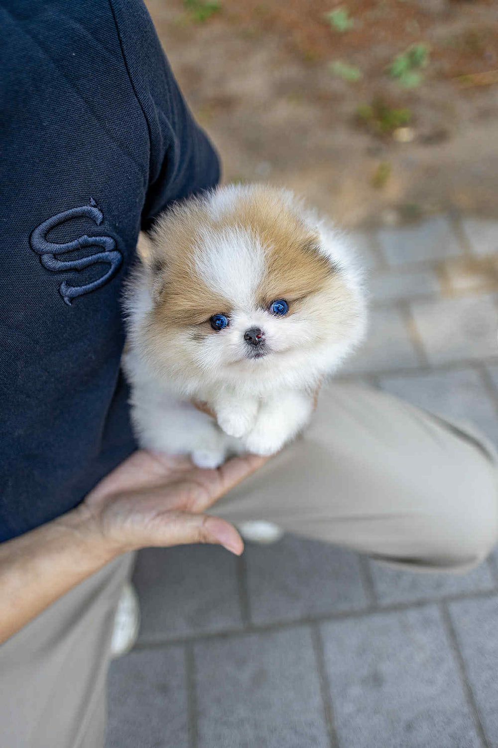 (Reserved)Mochi