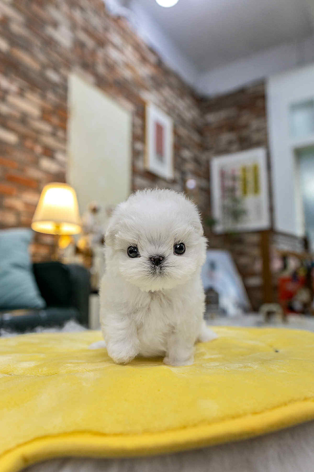 Puff