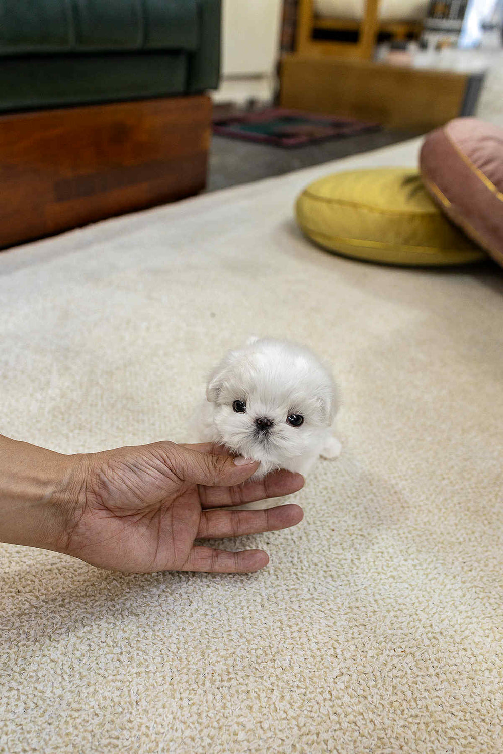 Puff