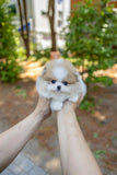 (Reserved)Mochi