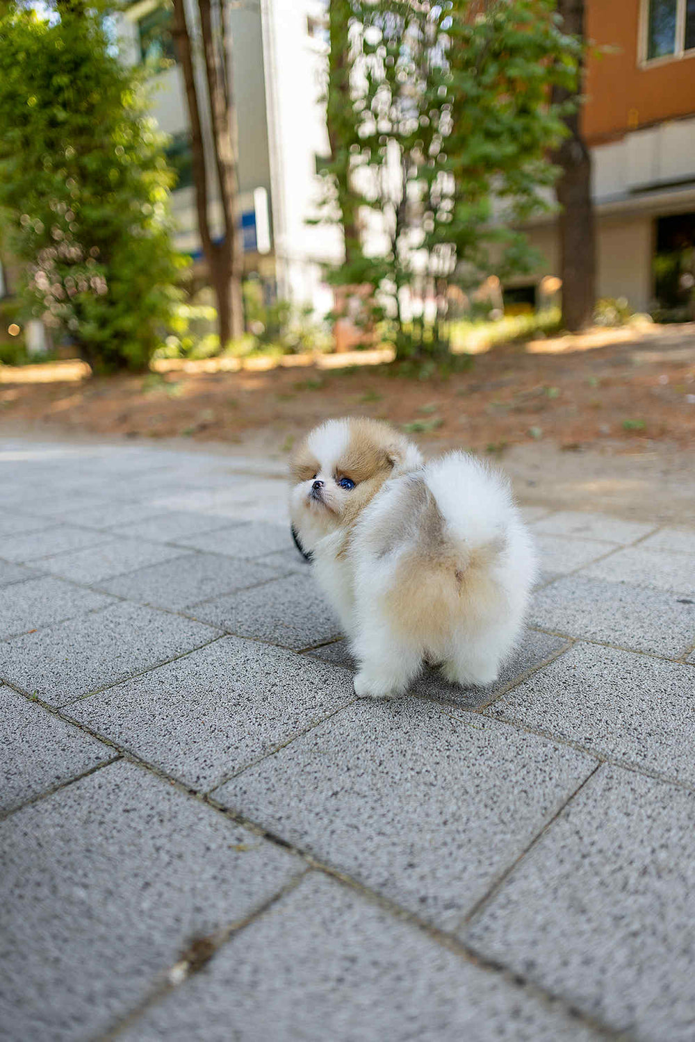 (Reserved)Mochi
