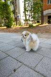 (Reserved)Mochi
