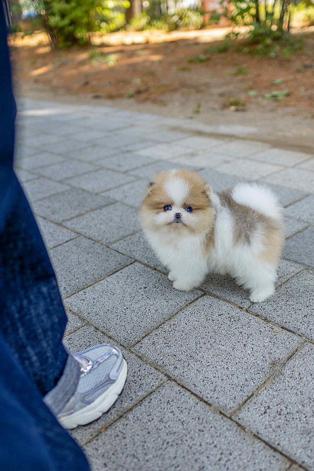 (Reserved)Mochi