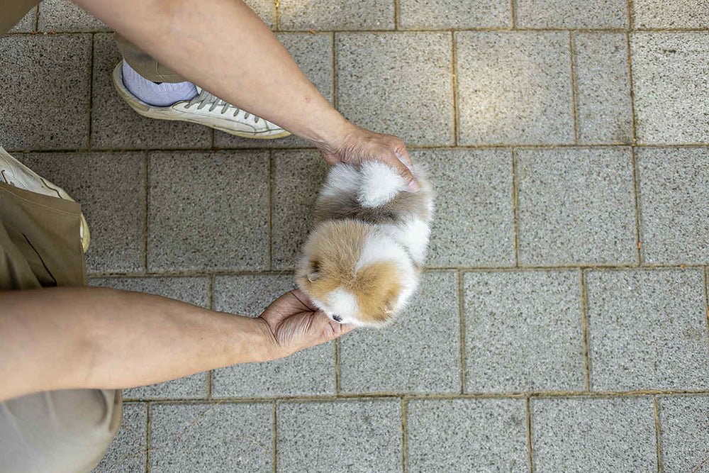 (Reserved)Mochi