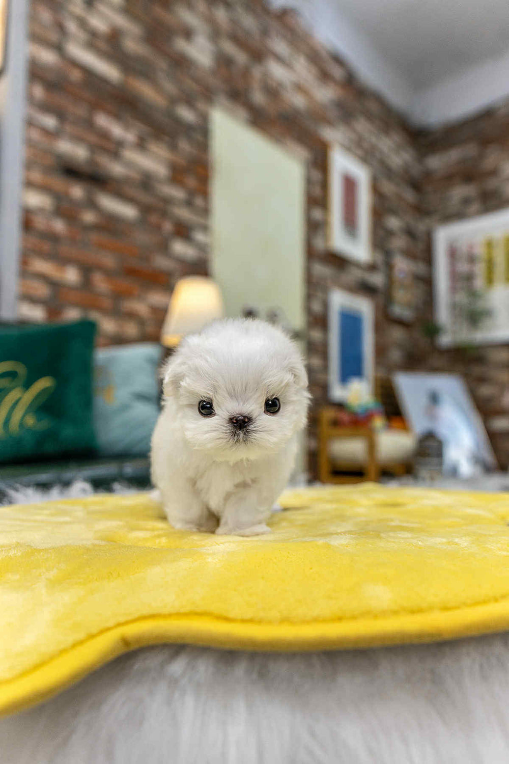 Puff