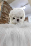 Puff