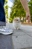 (Reserved)Mochi