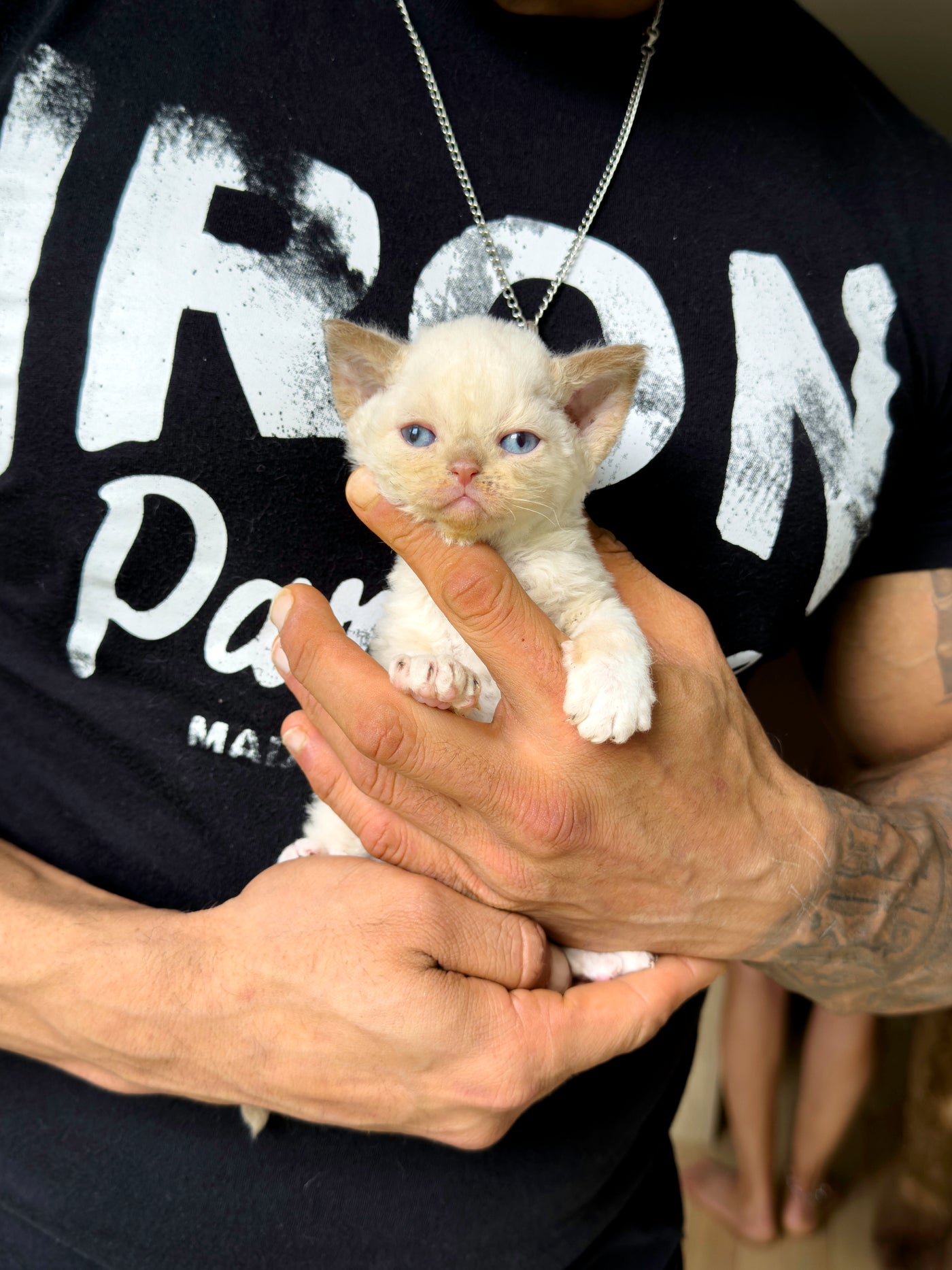Curly Coated Minskin Kittens